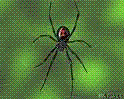 Picture for song 'spider girl' by artist 'Guerilla Genus'