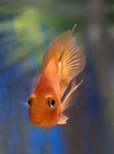 Picture for song 'THE MEMOIRS OF A GOLDFISH' by artist 'VST 08'
