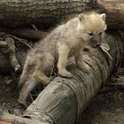 Picture for song 'I kenn di' by artist 'Wolfini'