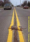 Picture for song 'Roadkill' by artist 'Zeusse'