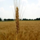 Picture for song 'Radio Wheat' by artist 'Zirconium Mechanism'