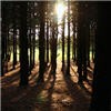 Picture for song 'Deeper into the Woods' by artist 'Zoetrope'