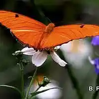 Picture for song 'Butterfly Lessons' by artist 'Butterfly Lessons - Betsy Bolger Paulet poetry'