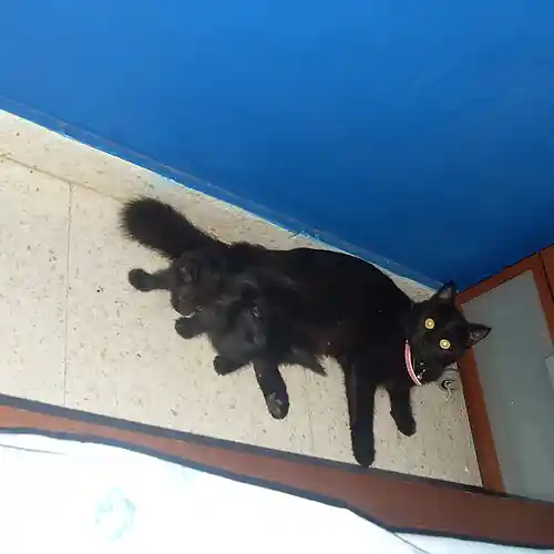 Picture for song 'bimm' by artist 'Antonis'