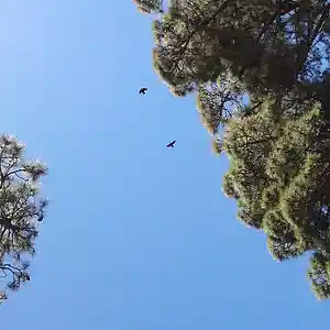 Picture for song 'Cuervos de Guazaroca' by artist 'Alfonso Baro'