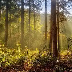 Picture for song 'Morning forest' by artist 'SKVRLET OCEVN'