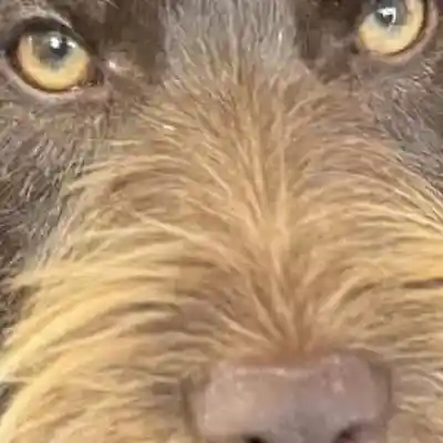 Picture for song 'Sweet Dreams (acoustic w vocals)' by artist 'Dave Dunklee'