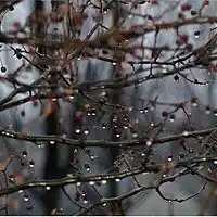 Picture for song 'Raindrops Fall from Trees (KotoJazz) - ChrisKenji' by artist 'Koto Jazz'