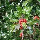 Picture for song 'Deck The Halls' by artist 'Mark Whitmore'