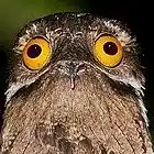 Picture for song 'koekoek' by artist 'Roger mc'