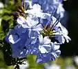 Picture for song 'Morning Flower' by artist 'Too Easy'