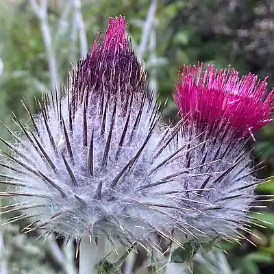 Picture for song 'Its Dark...and its Rural' by artist 'Gagmesharkoff'