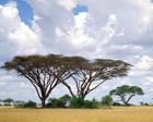 Picture for song 'Africa Roots Dub' by artist '010-Wise'