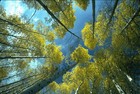 Picture for song 'The Forest' by artist 'Adrian M G'