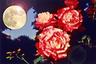 Picture for song 'FULL MOON BELTAINE' by artist 'AXIS MUNDI'