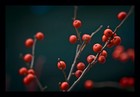 Picture for song 'Red Berries (Prod by AYSOP)' by artist 'A.Y.S.O.P. (Another Young Squad Of Producers)'