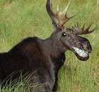 Picture for song 'The Moose Is Loose' by artist 'Baby Face and the Heels'