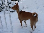 Picture for song 'AVALANCHE' by artist 'Barkless Dog'