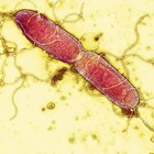 Picture for song '*Oldschool* Bacterium Rap |#1Hit SOLD!' by artist 'Beatjunkie Rato'