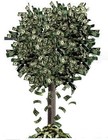 Picture for song 'MONEY TREE' by artist 'BLACK MOZART'