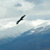 Picture for song 'Águila herida' by artist 'Cambridge 2003'