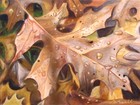 Picture for song 'febuary' by artist 'Cap Cussa'