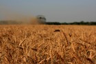 Picture for song 'CUTTIN' WHEAT' by artist 'Captain Conrad Sells'