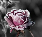 Picture for song 'freezing hope' by artist 'Chukura'