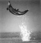 Picture for song 'Hela mitt liv' by artist 'Ciccie Pernveden Malm'