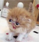 Picture for song 'Impulse' by artist 'Crowhop'