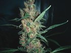 Picture for song 'puff puff pass' by artist 'cwags859'