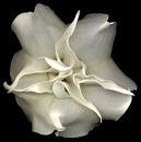 Picture for song 'white angels' by artist 'dangerous youth'