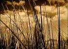 Picture for song 'English Garden' by artist 'Danny Hamilton'