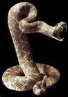 Picture for song 'Pierrot - Serpent de Sonnettes' by artist 'David Campbell'