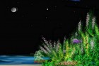 Picture for song 'Moonlit Woman' by artist 'David Parry'