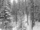Picture for song 'The Cold Descent' by artist 'Derek Barlas'