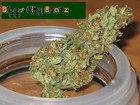 Picture for song 'Cali Bud' by artist 'Diggs City '5'