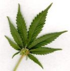 Picture for song 'Got Weed?' by artist 'Dj KuJo'