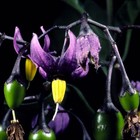 Picture for song 'FNSM_Rough' by artist 'Don Hood'