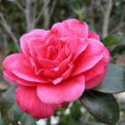 Picture for song 'YOU'RE PINK CAMELLIA' by artist 'Dr. Bob's Jazz - Benefit Boppin' Quartet - JBBQ'
