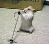 Picture for song ''MY LITTLE BIT'' by artist 'DUSTY WEST'