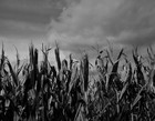 Picture for song 'Harvest of the Weak' by artist 'Eating Infinity'