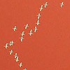Picture for song 'Flocking' by artist 'Felix Degenaar'