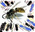 Picture for song 'The Heavy Wasp Blues' by artist 'Finnski'