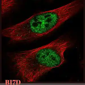 Picture for song 'B17D' by artist 'Fly Tyer'