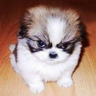 Picture for song 'Even Puppies Hate You.' by artist 'Fresh Earth'