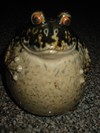 Picture for song 'The Kat's Meow' by artist 'Froggy's Pond'