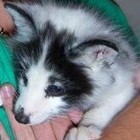 Picture for song 'Lovesick Puppy' by artist 'Gavin Wiesner'