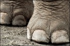Picture for song 'Pachyderm Parade' by artist 'Gods of Doom'