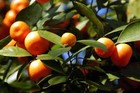 Picture for song 'Under the Orange Trees' by artist 'Greymantle Poets'
